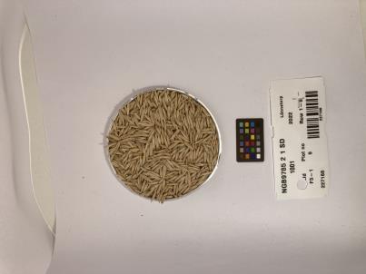 Click for 1 image(s) for this accession. SEED